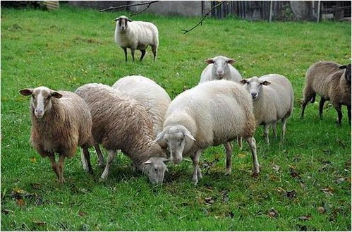 属羊人 老天给你准备了天大的喜宴,就在明天 你家有属羊的吗