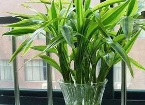 红米曲发酵水可以养富贵竹吗？