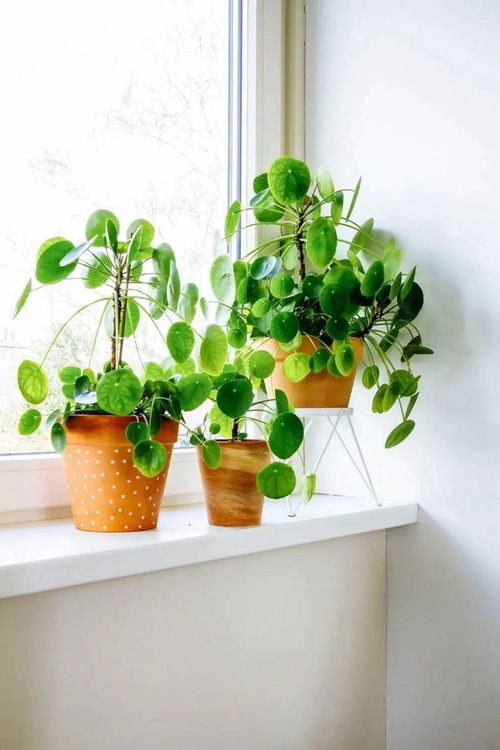 适合小窗台或办公桌上养护的10种盆栽植物,有几种还能开花