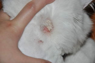王牌铲屎官丨猫咪易患皮肤病,可能还会传染人,对症下药最重要 