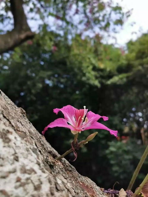 有花摘时君需摘...莫道无花折空枝！是否？？