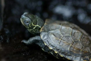 中华草龟能不能一直放在深水中养？