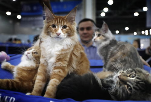 莫斯科举办国际猫展