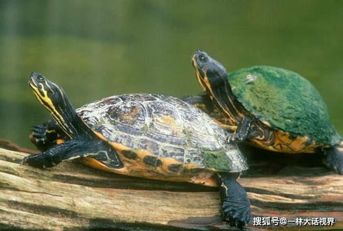 尼泊尔出现金色乌龟,消失多年的动物再次出现,地球环境变好了