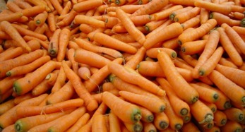 9月份可以种胡萝卜吗 胡萝卜最迟几月份种