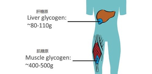 认识并掌控人体 头号 激素 胰岛素 做好4点,增肌减脂事半功倍