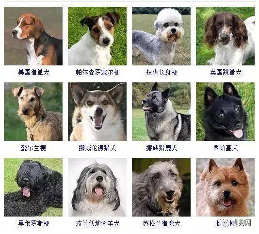 狗品种大全小型犬品种 图片搜索