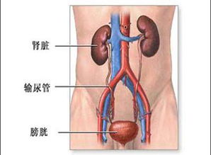 肾脏疾病伴发的精神障碍