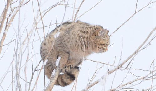 草原 大猫 现身新疆树梢之上 这竟是个和狼斗争的厉害角色