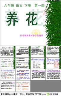小学汉语文养花的课件