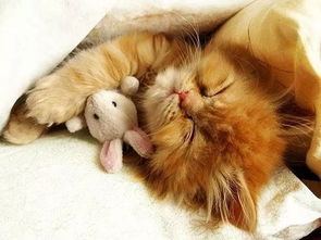 猫咪抱着心爱的玩具入睡,好暖 