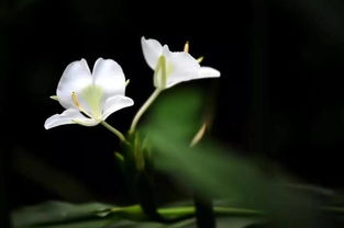 野姜花什么时候种植最好