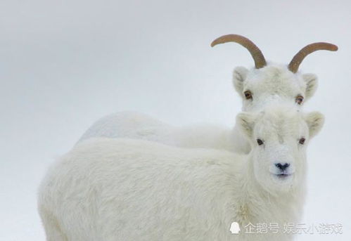 好运接连来到身边,属羊人转角遇到真爱,余生和幸福相伴