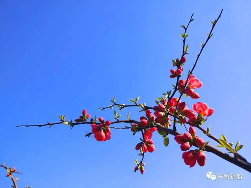 关帝祖庙丨海棠花香梦沉酣,只恐夜深花睡去 