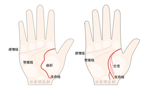 手纹中生命线怎么看 生命线短就是寿命短吗