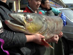 南京水产市场现巨型鳡鱼 长1.7米去皮重93斤 