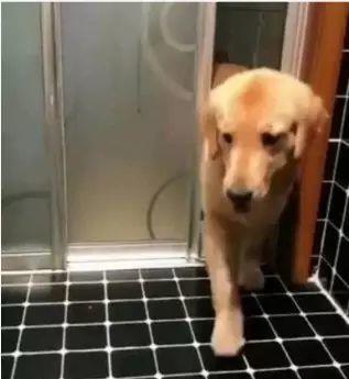 主人正在洗澡,狗狗把这个叼进来,有这样贴心狗狗也是挺幸福