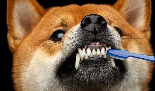 狗狗的牙齿清洁很重要,因为牙垢危害可不小