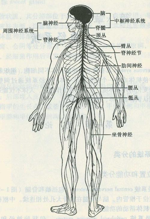 一个地点的中枢是什么意思