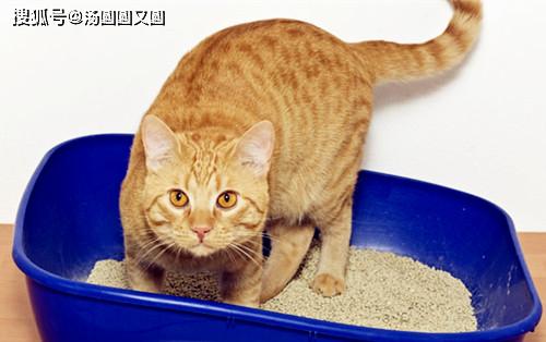 怎样让猫咪喜欢松木猫砂
