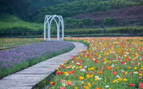 石家庄鹿泉景点免费景点石家庄鹿泉景点介绍(花田小镇有没有免费停车场)