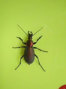 彩色甲虫谁知道叫什么 