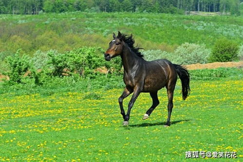 属马人2021运势,穿2种颜色衣服最旺 12月21日开始转变