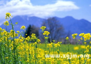 梦见给菜园浇水