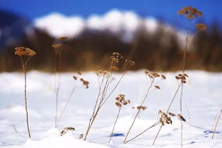 聆听连续│下雪的声音 