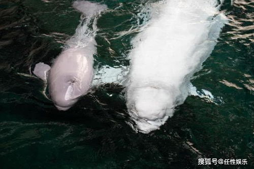 出生于一只20岁的成年白鲸,名叫 耳语 乔治亚水族馆欢迎白鲸