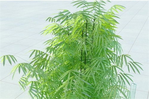 竹怎么养才能更旺盛？