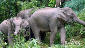 大象的繁殖方式和方法(大象的繁殖方式是什么?)