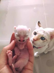 猫妈刚生一窝小猫,其中有一只,让人第一眼看到就直接笑喷了 .
