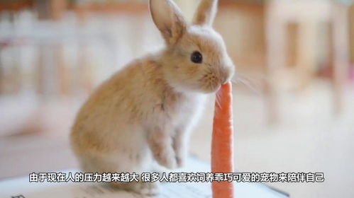 男生主动吃我的小兔兔正常吗？男朋友一直亲我的小兔子