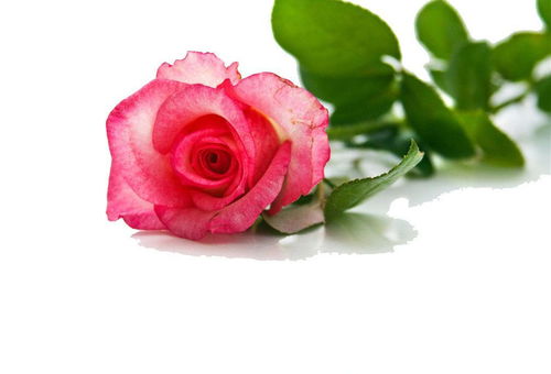 摩羯座水晶玫瑰代表什么 摩羯座水晶玫瑰代表什么含义