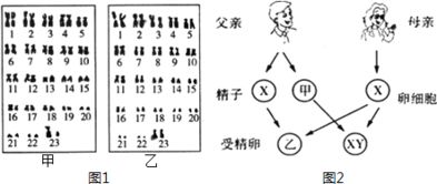 图1为男女体细胞的成对染色体排序图.图2是生男生女示意图.请分析回答 1 由图可知.在男性.女性的体细胞中各有46条染色体. 2 细胞内与性别决定有关的染色体称为性染色体 