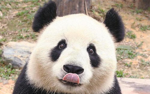 为什么很多猛兽都不敢攻击大熊猫 知道了它的别名,恍然大悟