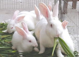 新西兰兔价格新西兰兔种兔多少钱一只低价供应