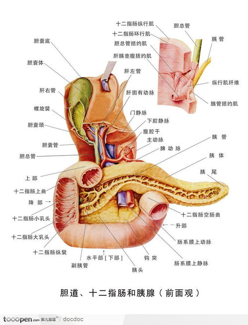 胰解剖图 搜狗图片搜索