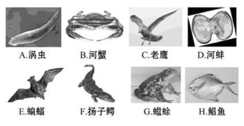 仔细观察图中动物,回答下列问题 1 根据身体内有无脊柱可将上面的动物分为两类,分别是 无脊椎动物 脊椎动物 填字母 2 C在外部形态上适于飞行生活的特点包括身体呈流线 