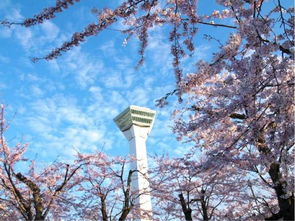 北海道,日本最后一抹樱花盛景