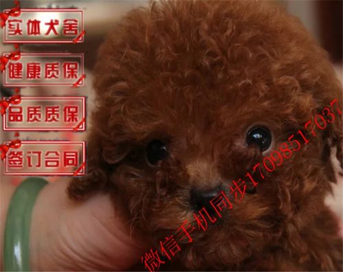 图 哪里有出售家养纯种一窝深红色泰迪幼崽多少钱一只 北京宠物狗 