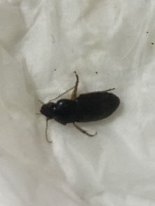 家里发现的黑色硬盖虫子,是什么虫子,叫什么 怎么来的 