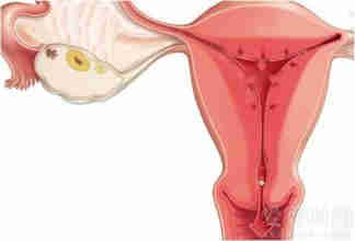 子宫主要作用有哪些?能否顺利试管助孕？