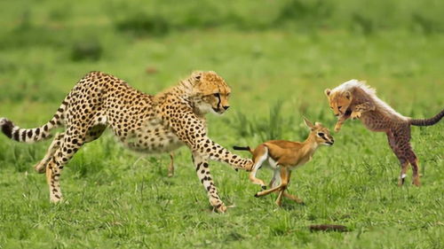 猎豹捕食羚羊,捉到后却不吃掉它,原来都是为了小猎豹 