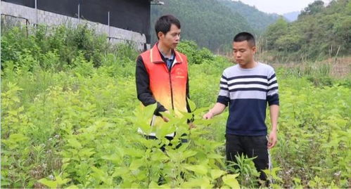 感动交通 黄文秀 式扶贫干部陶三系列报道 三