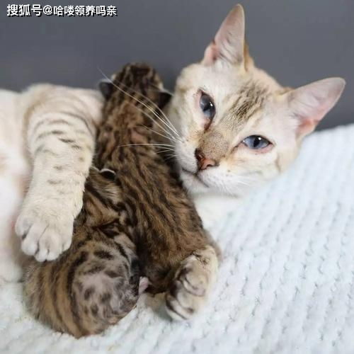 猫咪生完宝宝,铲屎官要帮着看孩子又不能打扰猫妈妈,那该怎么做