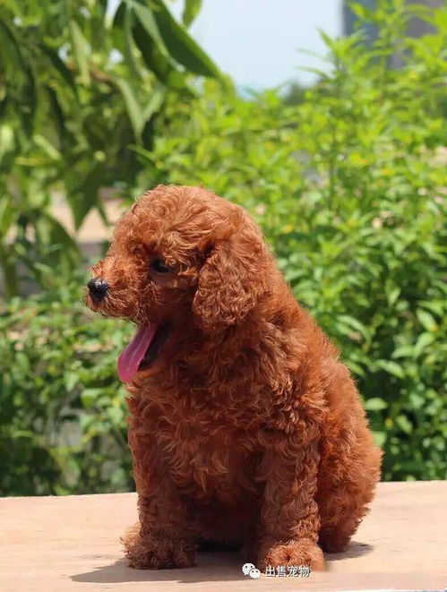 纯种泰迪幼犬出售茶杯棕色红色泰迪犬超小型玩具迷你贵宾宠物狗