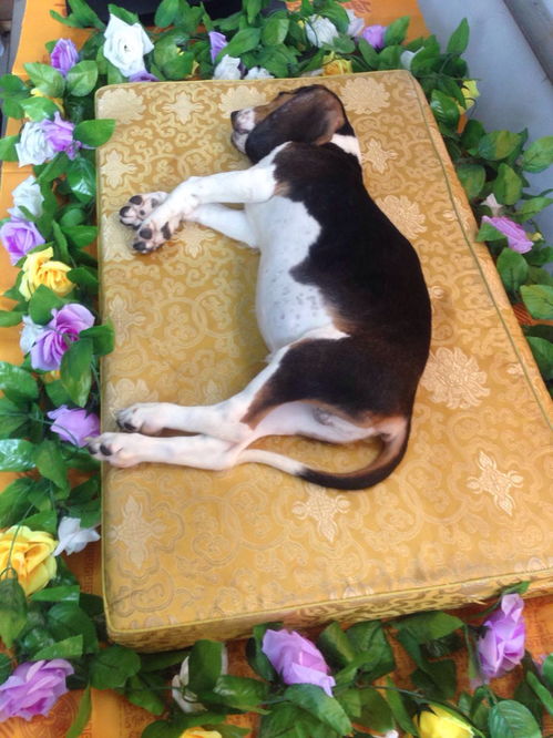 图 宠物葬礼多少钱 宠物殡葬 广州宠物服务 