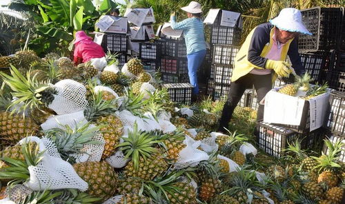 为了把菠萝高价卖给大陆,台湾人取名 凤梨 ,网友 还有人尬吹